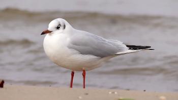 a Lonely Seagull Standing on a Sandy Beach in a Windy Weather in ...