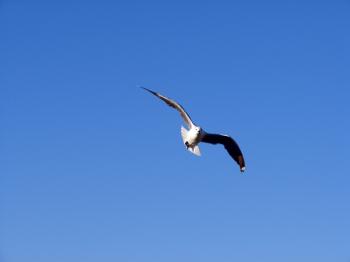 Seagull in motion