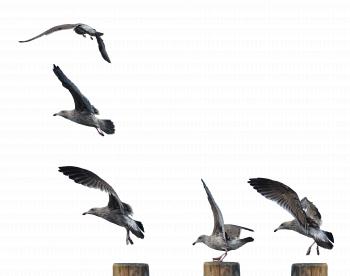 Seagull Landing Take-Off Stock Photo 0061-0068 PNG by annamae22 on ...