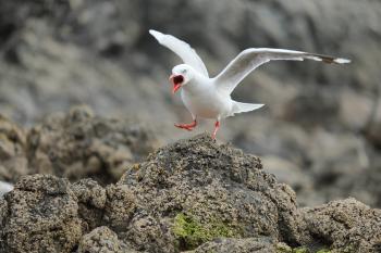 File:Red-billed seagull landing on rock, shouting.jpg - Wikimedia ...