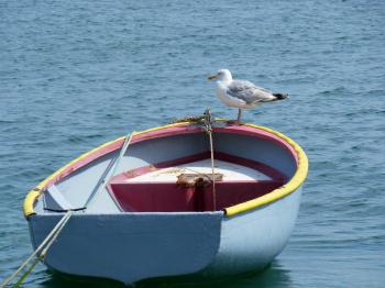 Seagull on the Boat