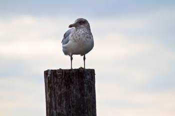 Seagull on the Wood