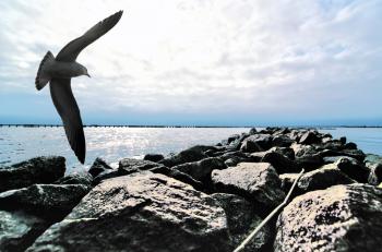 Seagull over wave breaker