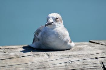 Seagull Resting On Fishing Pier Free Stock Photo - Public Domain ...