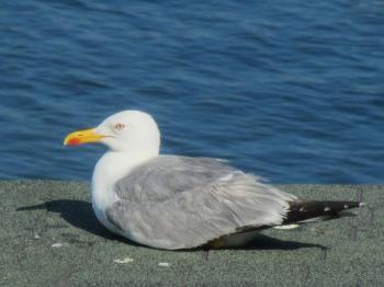 Seagull resting by the sea
