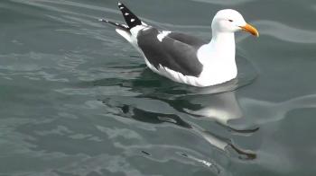 A Swimming Seagull (HD) - YouTube