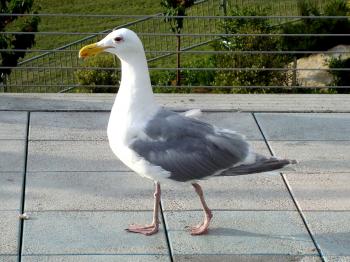 Seagull Walking