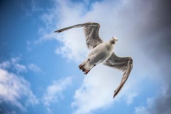 Ogden Point attempts to ward off seagulls with new fake tree