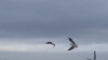 Several Seagulls Flying Over Seabeach in Slow Motion in Autumn ...