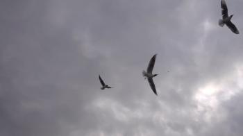 Seagulls Flying In Sky Cloudy Day and Sea Stock Video Footage ...