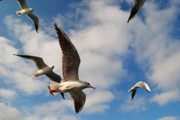 Seagulls Flying