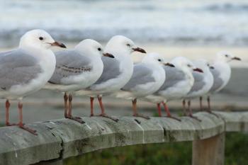 Seagulls in Line