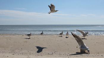 Flock of seagulls eat the food on the beach, as background Stock ...