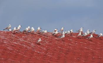 Seagulls on the red roof