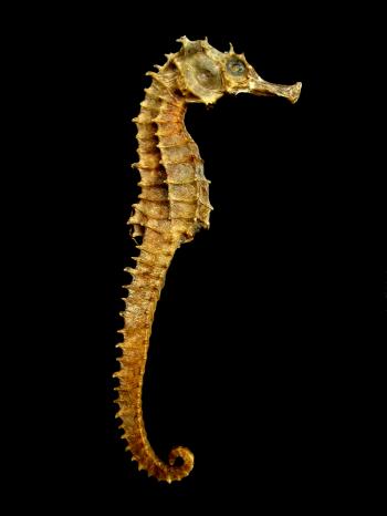 Seahorse - Wikipedia
