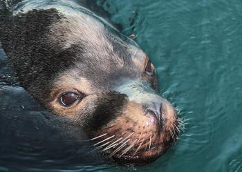 Seal Animal on Body of Water at Daytime