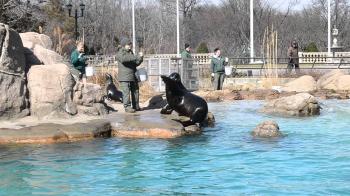 Feeding Time for the Seals at the Bronx Zoo - YouTube