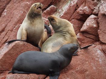 Seals on rock