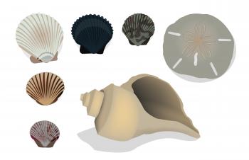Seashell Vector Pack
