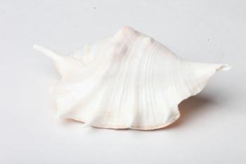 Seashell isolated on white background
