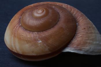 Seashell on dark background