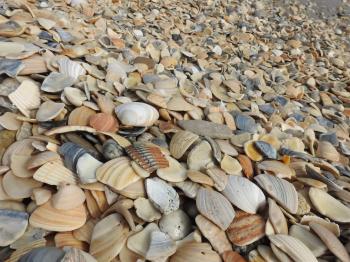 Seashells on the Shore