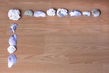 Seashells on Wood