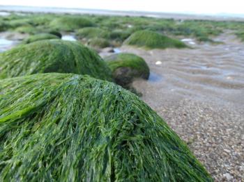 Sunscreen of the future could be made of seaweed