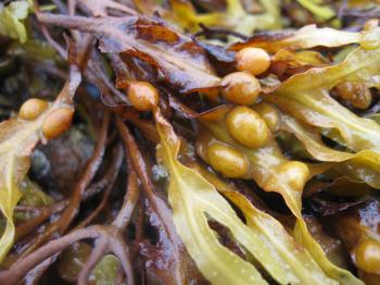 Seaweed market boosted by NPD surge