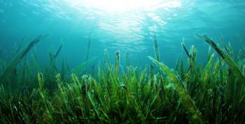 Superfood of the Month: Seaweed - Healthier at Holman