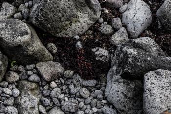 Seaweed and Rocks Texture