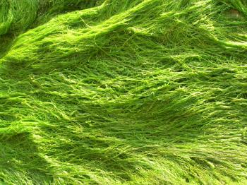 The Iron You: Seaweed: An Amazing Source Of Protein
