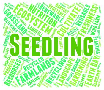 Seedling Word Indicates Young Tree And Botany