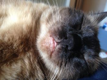 Funny things my cats do - Album on Imgur