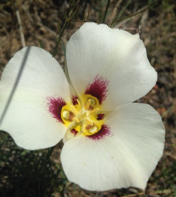 sego-lily-e1437710354831.jpg