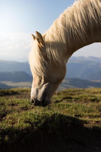 Selective Focus Photo of White Horse