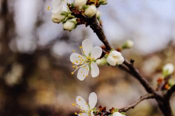 Selective Focus Photography Cherry Blossom Flowers