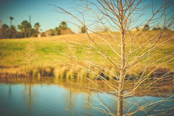 Selective Focus Photography of Bare Tree With Body of Water Background