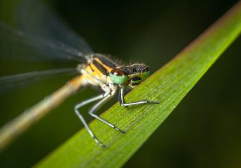 Selective Focus Photography of Green and Yellow Dragonfly Perched on Green Leaf