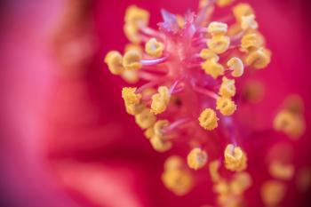 Selective Focus Photography of Hibiscus Pollen