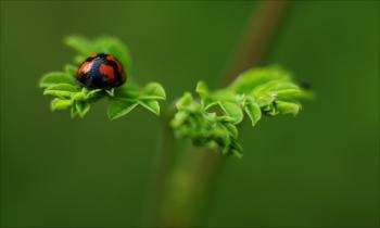 Selective Focus Photography of Ladybug