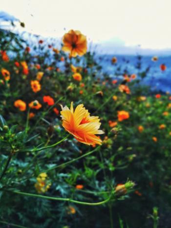 Selective Focus Photography of Orange Petaled Flowers