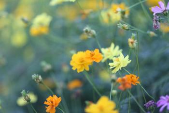 Selective Focus Photography of Orange, Yellow, and Purple Flowers