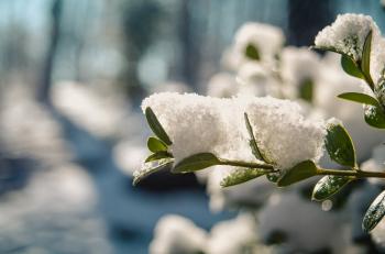 Selective Focus Photography of Plant Covered with Snow
