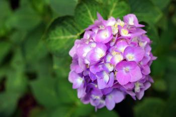 Selective Focus Photography of Purple Hydrangea Flower