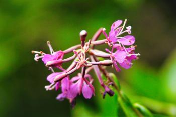 Selective Focus Photography of Purple Petal Flowers