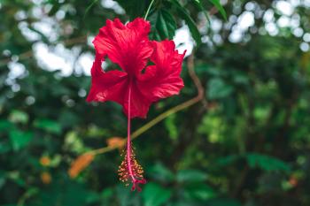 Selective Focus Photography of Red Hibiscus Flower