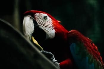 Selective Focus Photography of Scarlet Macaw
