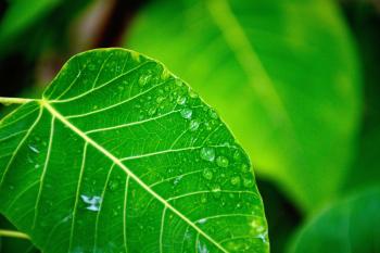 Selective Focus Photography of Water Drop on Green Leaf