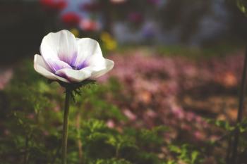 Selective Focus Photography of White and Purple Poppy Flower